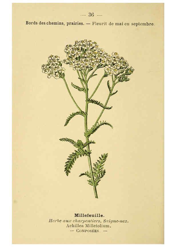 Reproducción/Reproduction 6021998309: Atlas de poche des plantes des champs, des prairies et des bois Paris :P. Klincksieck,[1894] 