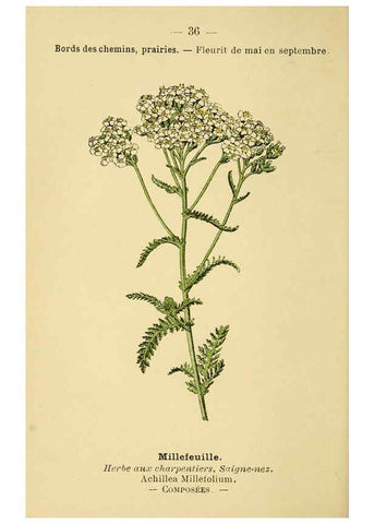 Reproducción/Reproduction 6021998309: Atlas de poche des plantes des champs, des prairies et des bois Paris :P. Klincksieck,[1894] 