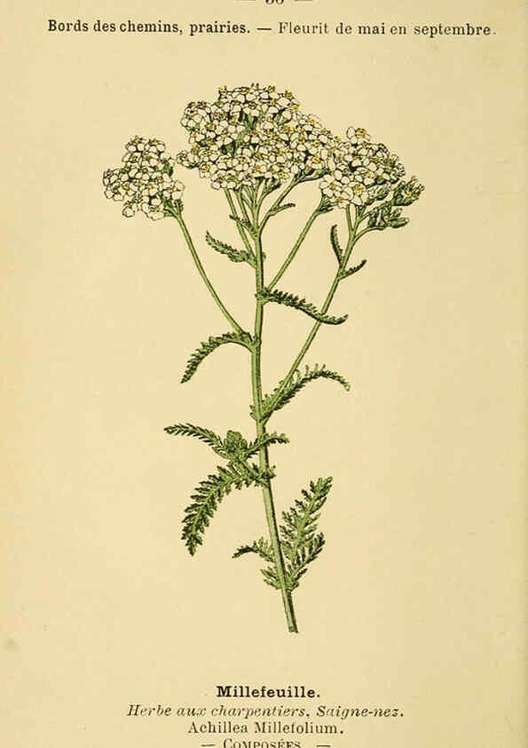 Reproducción/Reproduction 6021998309: Atlas de poche des plantes des champs, des prairies et des bois Paris :P. Klincksieck,[1894] 