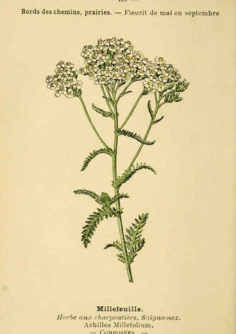 Reproducción/Reproduction 6021998309: Atlas de poche des plantes des champs, des prairies et des bois Paris :P. Klincksieck,[1894] 