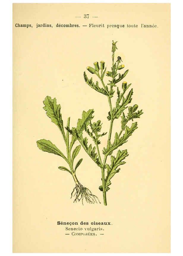Reproducción/Reproduction 6021998679: Atlas de poche des plantes des champs, des prairies et des bois Paris :P. Klincksieck,[1894] 