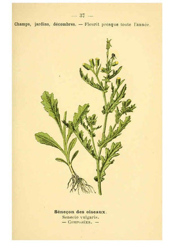 Reproducción/Reproduction 6021998679: Atlas de poche des plantes des champs, des prairies et des bois Paris :P. Klincksieck,[1894] 