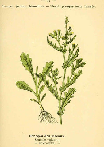 Reproducción/Reproduction 6021998679: Atlas de poche des plantes des champs, des prairies et des bois Paris :P. Klincksieck,[1894] 