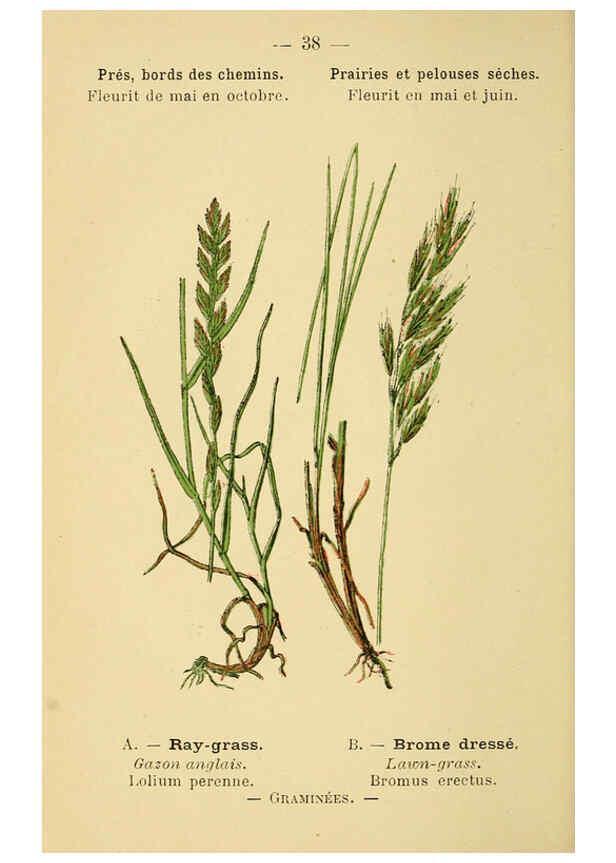 Reproducción/Reproduction 6022555912: Atlas de poche des plantes des champs, des prairies et des bois Paris :P. Klincksieck,[1894] 