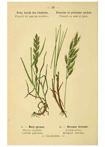 Reproducción/Reproduction 6022555912: Atlas de poche des plantes des champs, des prairies et des bois Paris :P. Klincksieck,[1894] 