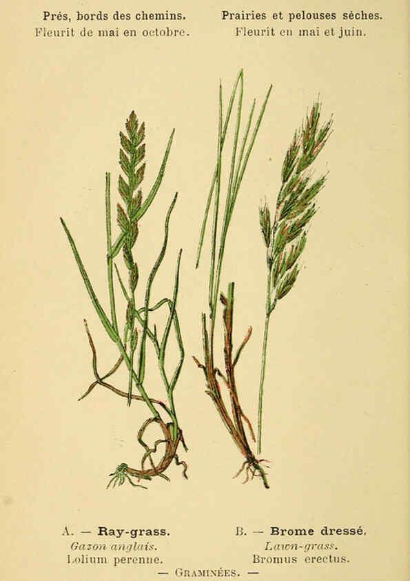 Reproducción/Reproduction 6022555912: Atlas de poche des plantes des champs, des prairies et des bois Paris :P. Klincksieck,[1894] 