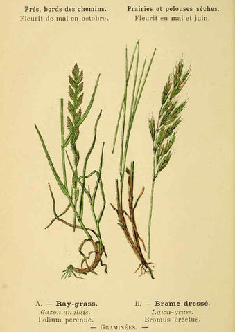 Reproducción/Reproduction 6022555912: Atlas de poche des plantes des champs, des prairies et des bois Paris :P. Klincksieck,[1894] 