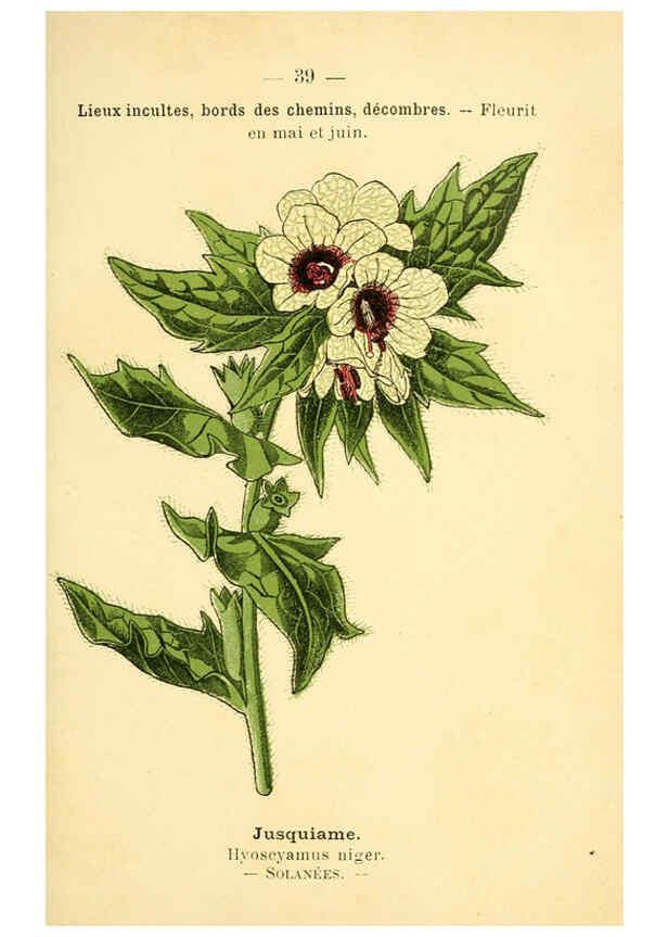 Reproducción/Reproduction 6022556320: Atlas de poche des plantes des champs, des prairies et des bois Paris :P. Klincksieck,[1894] 