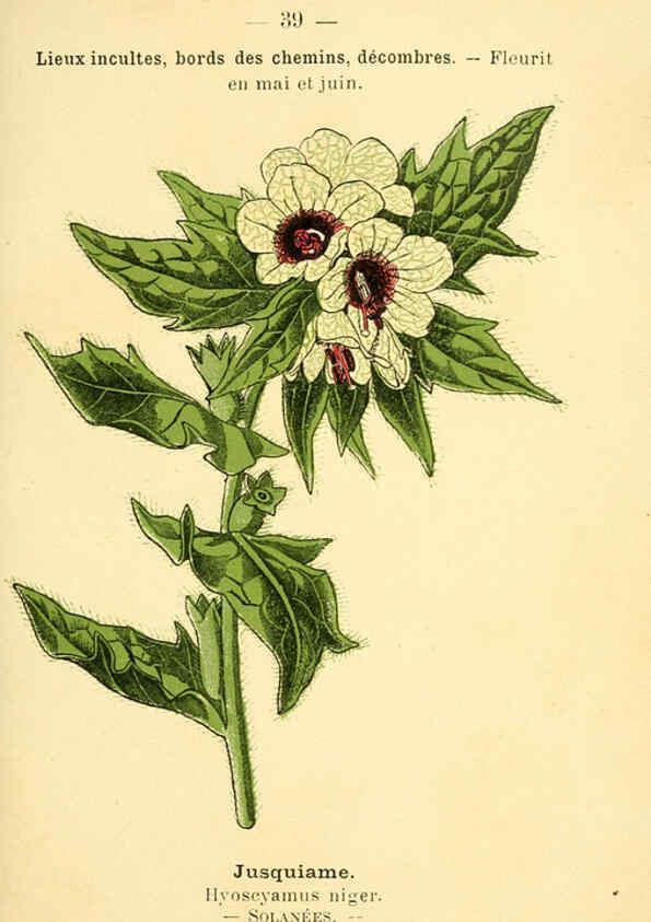 Reproducción/Reproduction 6022556320: Atlas de poche des plantes des champs, des prairies et des bois Paris :P. Klincksieck,[1894] 