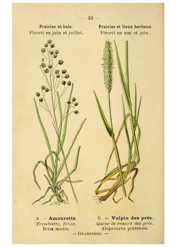 Reproducción/Reproduction 6021999829: Atlas de poche des plantes des champs, des prairies et des bois Paris :P. Klincksieck,[1894] 