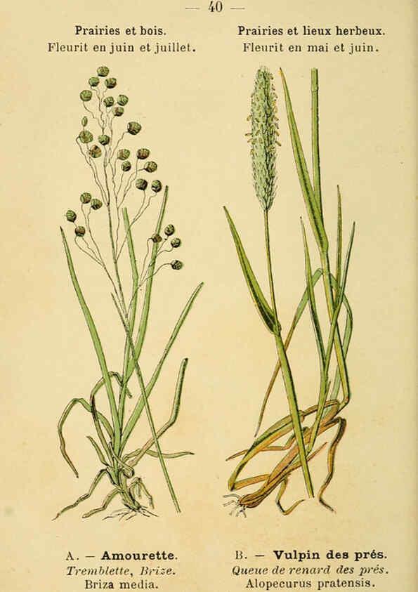 Reproducción/Reproduction 6021999829: Atlas de poche des plantes des champs, des prairies et des bois Paris :P. Klincksieck,[1894] 