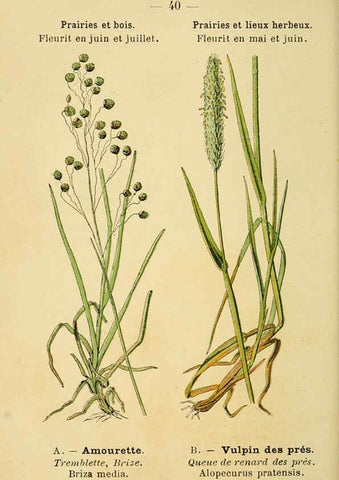 Reproducción/Reproduction 6021999829: Atlas de poche des plantes des champs, des prairies et des bois Paris :P. Klincksieck,[1894] 