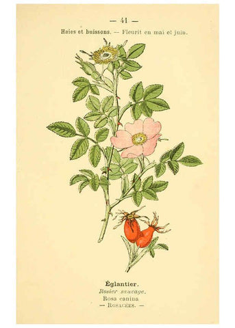 Reproducción/Reproduction 6022557098: Atlas de poche des plantes des champs, des prairies et des bois Paris :P. Klincksieck,[1894] 