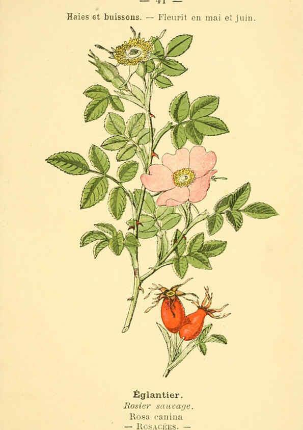 Reproducción/Reproduction 6022557098: Atlas de poche des plantes des champs, des prairies et des bois Paris :P. Klincksieck,[1894] 