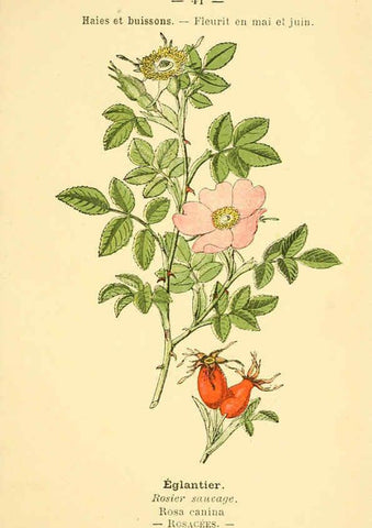 Reproducción/Reproduction 6022557098: Atlas de poche des plantes des champs, des prairies et des bois Paris :P. Klincksieck,[1894] 