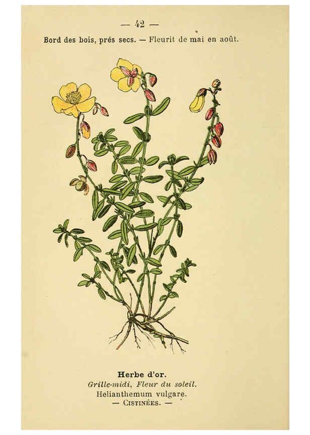 Reproducción/Reproduction 6022557508: Atlas de poche des plantes des champs, des prairies et des bois Paris :P. Klincksieck,[1894] 