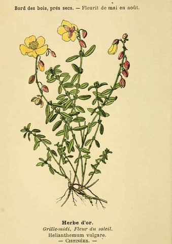 Reproducción/Reproduction 6022557508: Atlas de poche des plantes des champs, des prairies et des bois Paris :P. Klincksieck,[1894] 