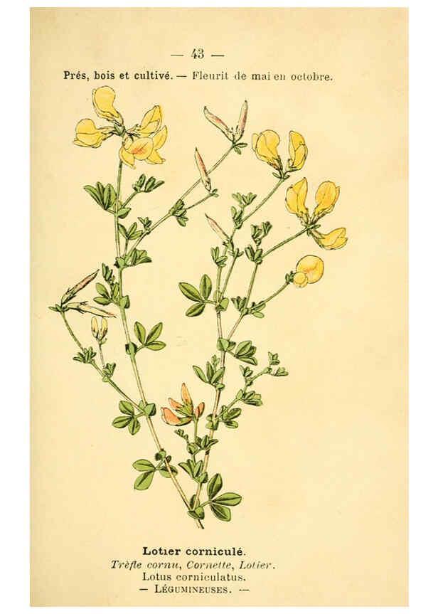 Reproducción/Reproduction 6022000987: Atlas de poche des plantes des champs, des prairies et des bois Paris :P. Klincksieck,[1894] 