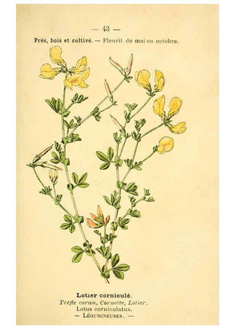 Reproducción/Reproduction 6022000987: Atlas de poche des plantes des champs, des prairies et des bois Paris :P. Klincksieck,[1894] 