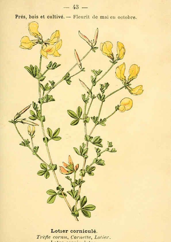 Reproducción/Reproduction 6022000987: Atlas de poche des plantes des champs, des prairies et des bois Paris :P. Klincksieck,[1894] 