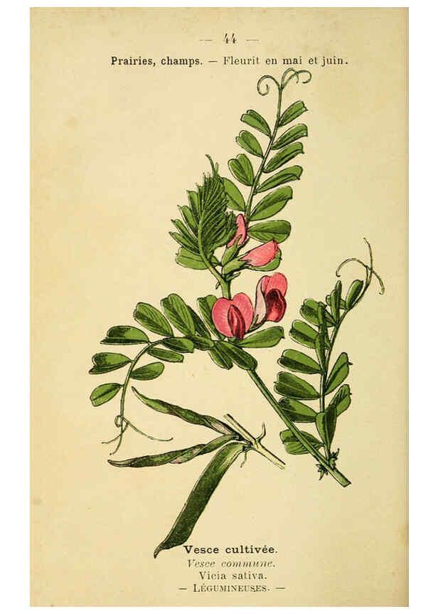 Reproducción/Reproduction 6022001217: Atlas de poche des plantes des champs, des prairies et des bois Paris :P. Klincksieck,[1894] 