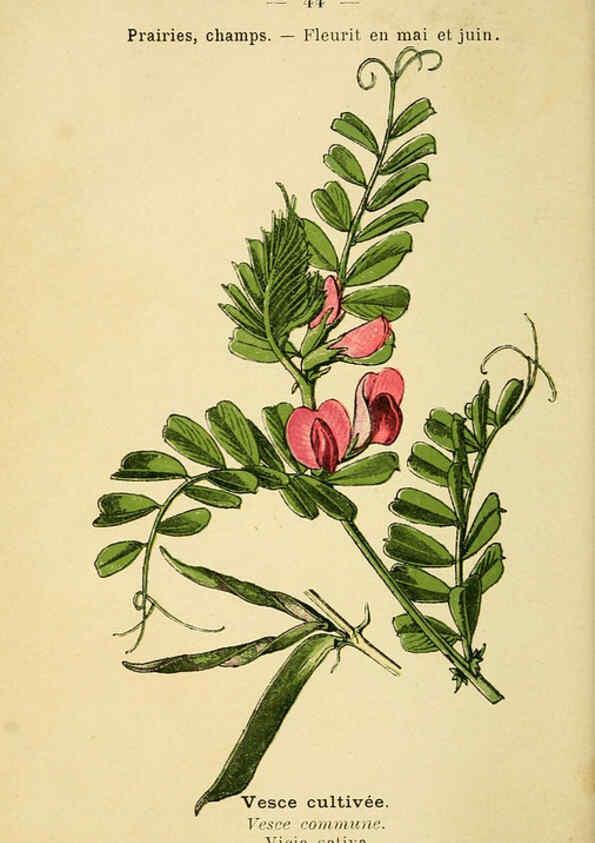 Reproducción/Reproduction 6022001217: Atlas de poche des plantes des champs, des prairies et des bois Paris :P. Klincksieck,[1894] 