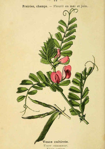 Reproducción/Reproduction 6022001217: Atlas de poche des plantes des champs, des prairies et des bois Paris :P. Klincksieck,[1894] 