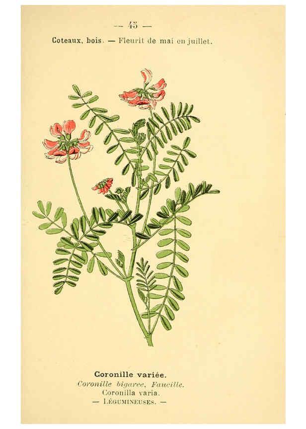 Reproducción/Reproduction 6022001599: Atlas de poche des plantes des champs, des prairies et des bois Paris :P. Klincksieck,[1894] 