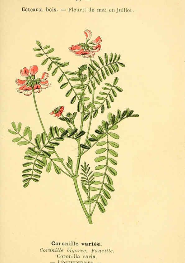 Reproducción/Reproduction 6022001599: Atlas de poche des plantes des champs, des prairies et des bois Paris :P. Klincksieck,[1894] 
