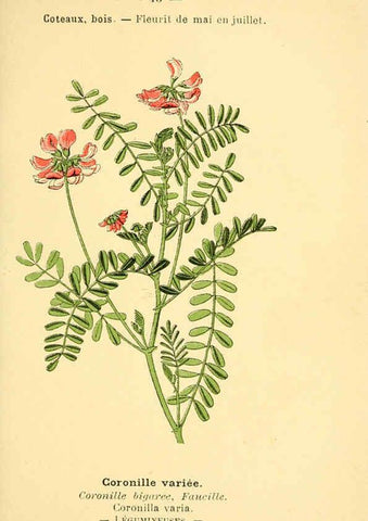 Reproducción/Reproduction 6022001599: Atlas de poche des plantes des champs, des prairies et des bois Paris :P. Klincksieck,[1894] 