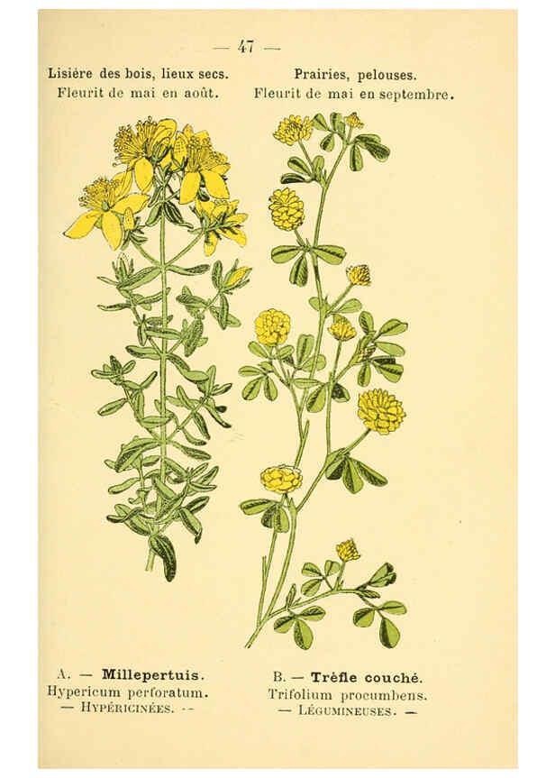 Reproducción/Reproduction 6022559134: Atlas de poche des plantes des champs, des prairies et des bois Paris :P. Klincksieck,[1894] 