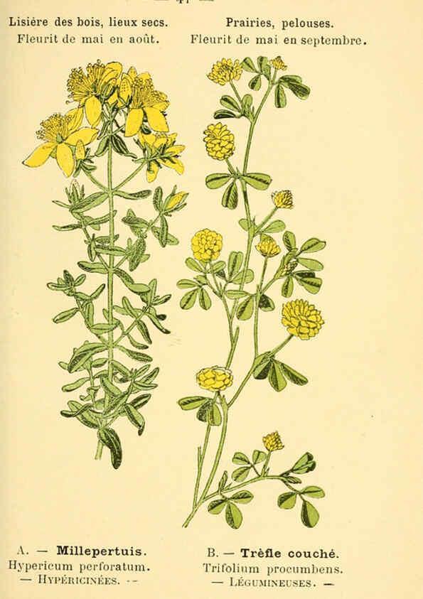 Reproducción/Reproduction 6022559134: Atlas de poche des plantes des champs, des prairies et des bois Paris :P. Klincksieck,[1894] 