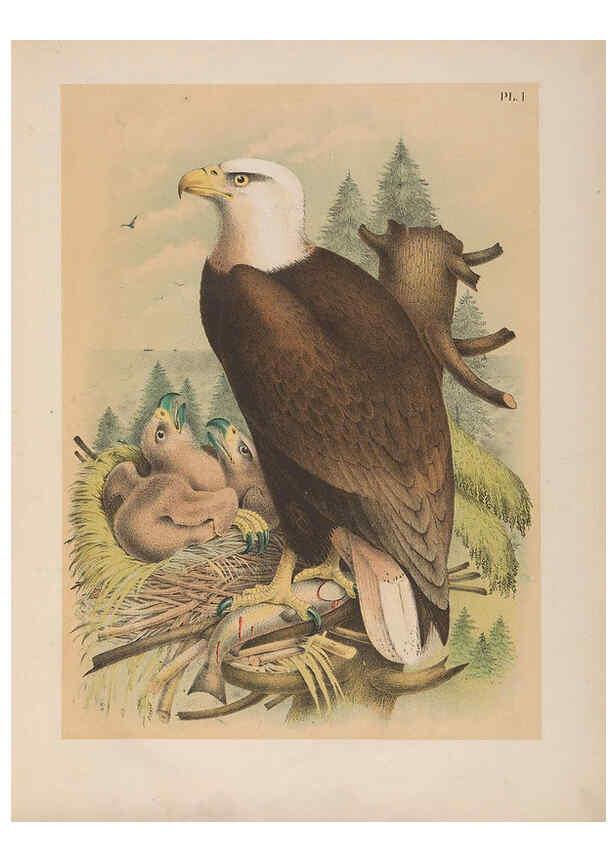 Reproducción/Reproduction 6022681106: The birds of North America New York :Published under the auspices of the Natural Science Association of America,1903