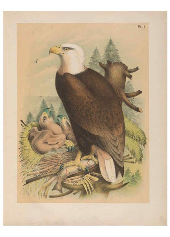 Reproducción/Reproduction 6022681106: The birds of North America New York :Published under the auspices of the Natural Science Association of America,1903