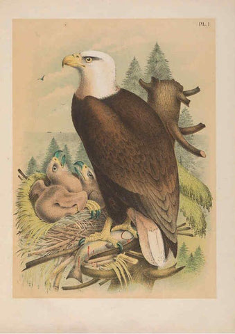 Reproducción/Reproduction 6022681106: The birds of North America New York :Published under the auspices of the Natural Science Association of America,1903
