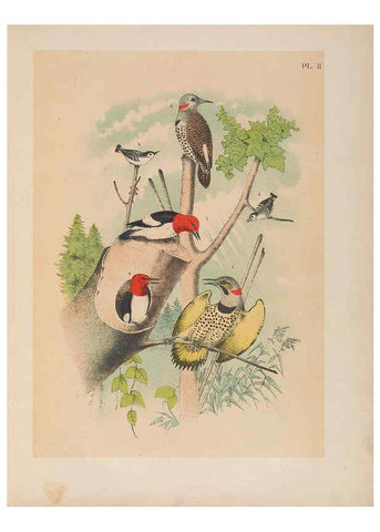 Reproducción/Reproduction 6022124757: The birds of North America New York :Published under the auspices of the Natural Science Association of America,1903