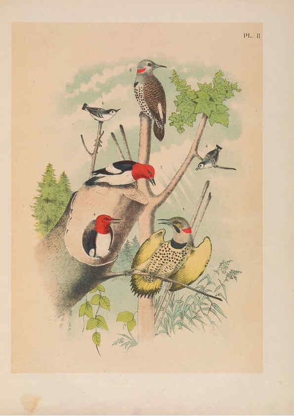 Reproducción/Reproduction 6022124757: The birds of North America New York :Published under the auspices of the Natural Science Association of America,1903