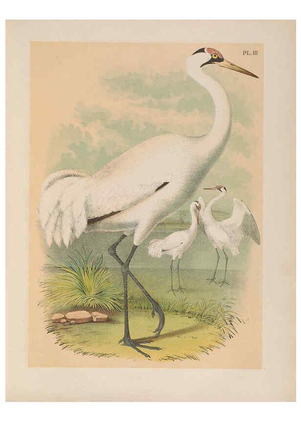 Reproducción/Reproduction 6022681808: The birds of North America New York :Published under the auspices of the Natural Science Association of America,1903
