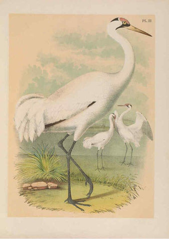 Reproducción/Reproduction 6022681808: The birds of North America New York :Published under the auspices of the Natural Science Association of America,1903