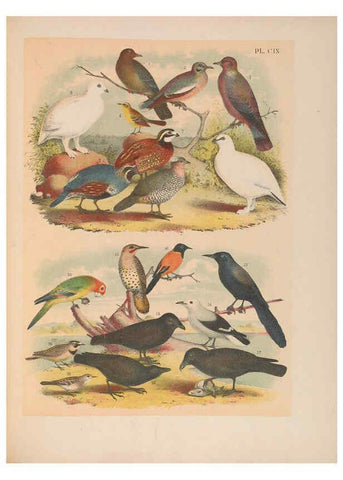 Reproducción/Reproduction 6022721866: The birds of North America New York :Published under the auspices of the Natural Science Association of America,1903