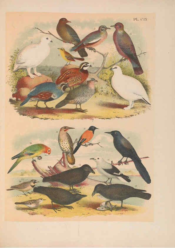 Reproducción/Reproduction 6022721866: The birds of North America New York :Published under the auspices of the Natural Science Association of America,1903