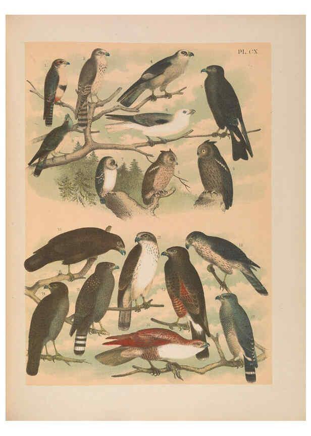 Reproducción/Reproduction 6022165015: The birds of North America New York :Published under the auspices of the Natural Science Association of America,1903