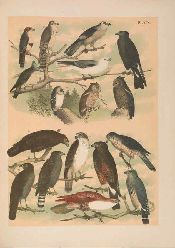 Reproducción/Reproduction 6022165015: The birds of North America New York :Published under the auspices of the Natural Science Association of America,1903