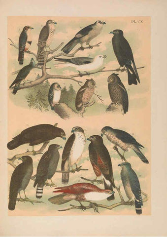Reproducción/Reproduction 6022165015: The birds of North America New York :Published under the auspices of the Natural Science Association of America,1903