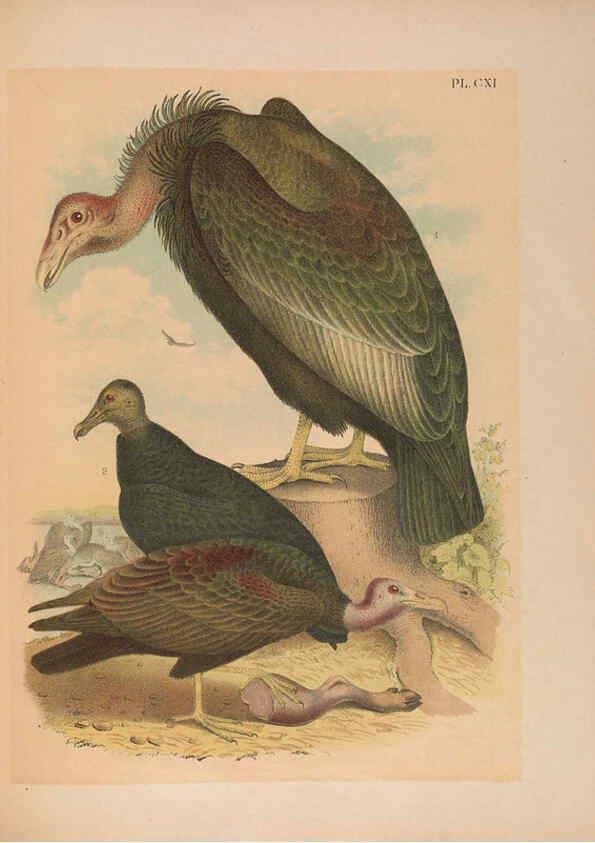 Reproducción/Reproduction 6022722988: The birds of North America New York :Published under the auspices of the Natural Science Association of America,1903
