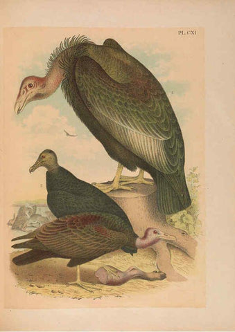 Reproducción/Reproduction 6022722988: The birds of North America New York :Published under the auspices of the Natural Science Association of America,1903