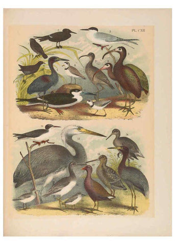 Reproducción/Reproduction 6022166185: The birds of North America New York :Published under the auspices of the Natural Science Association of America,1903