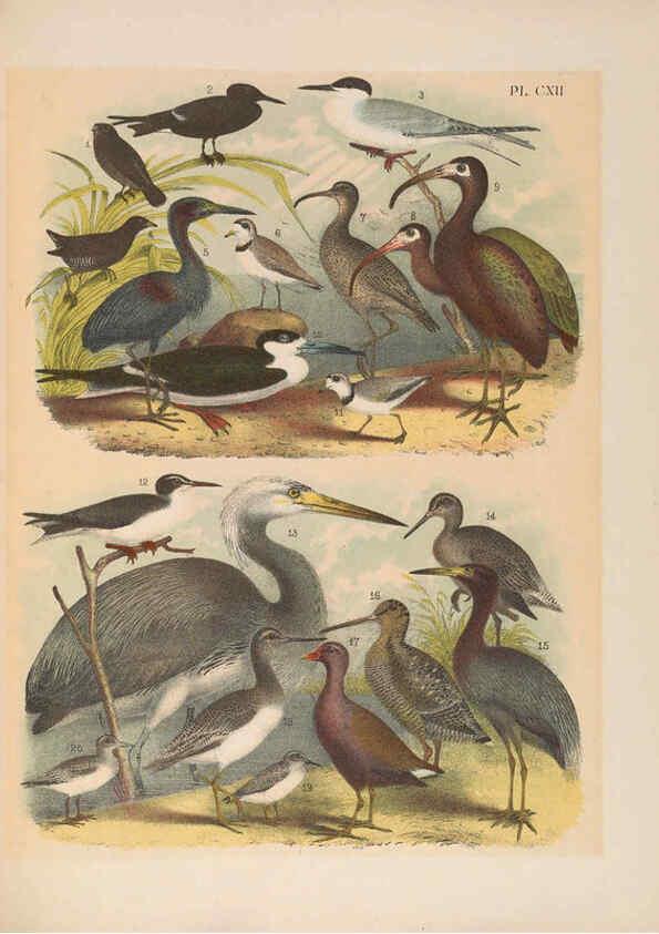 Reproducción/Reproduction 6022166185: The birds of North America New York :Published under the auspices of the Natural Science Association of America,1903
