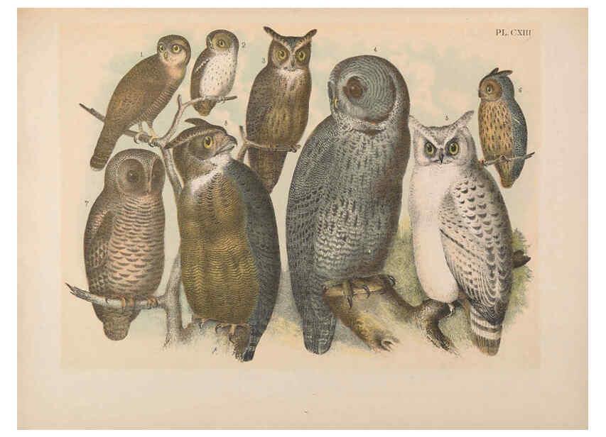 Reproducción/Reproduction 6022166541: The birds of North America New York :Published under the auspices of the Natural Science Association of America,1903