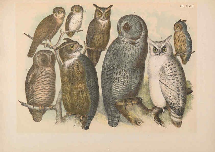 Reproducción/Reproduction 6022166541: The birds of North America New York :Published under the auspices of the Natural Science Association of America,1903